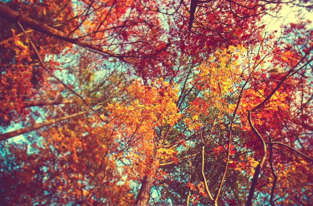 Autumn Arrives